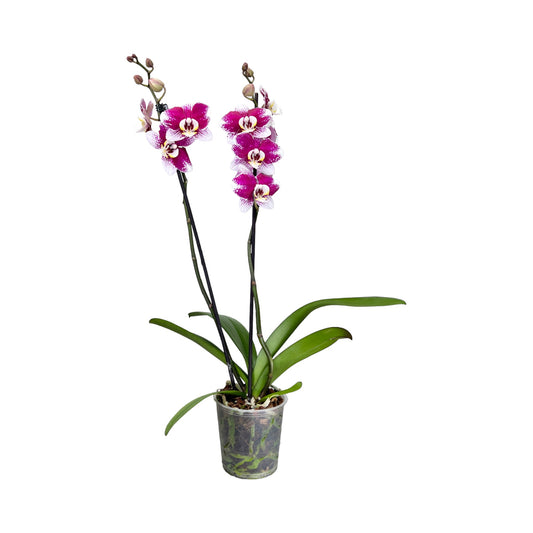 Twin Stem 12cm Orchid Bi-Colour - Orchid The Horti House