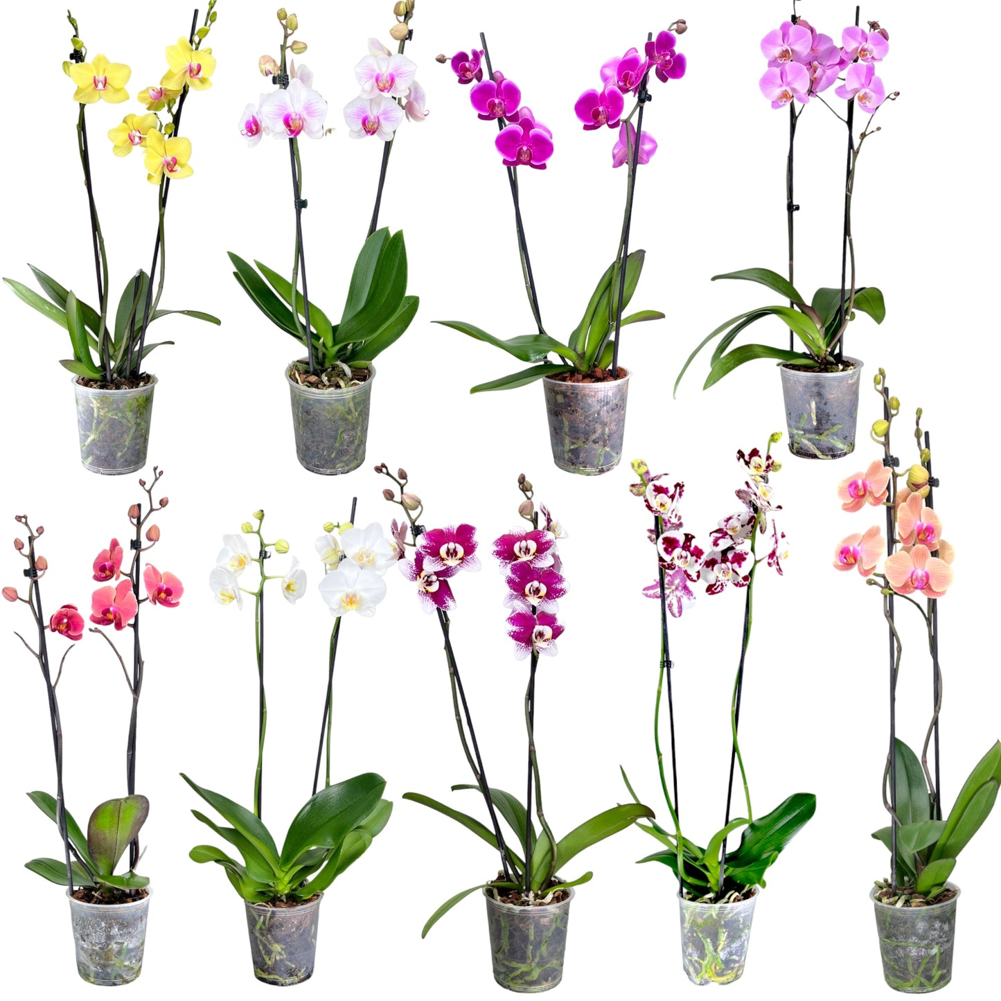 Phalaenopsis 12cm Twin Stem Mixed Colours