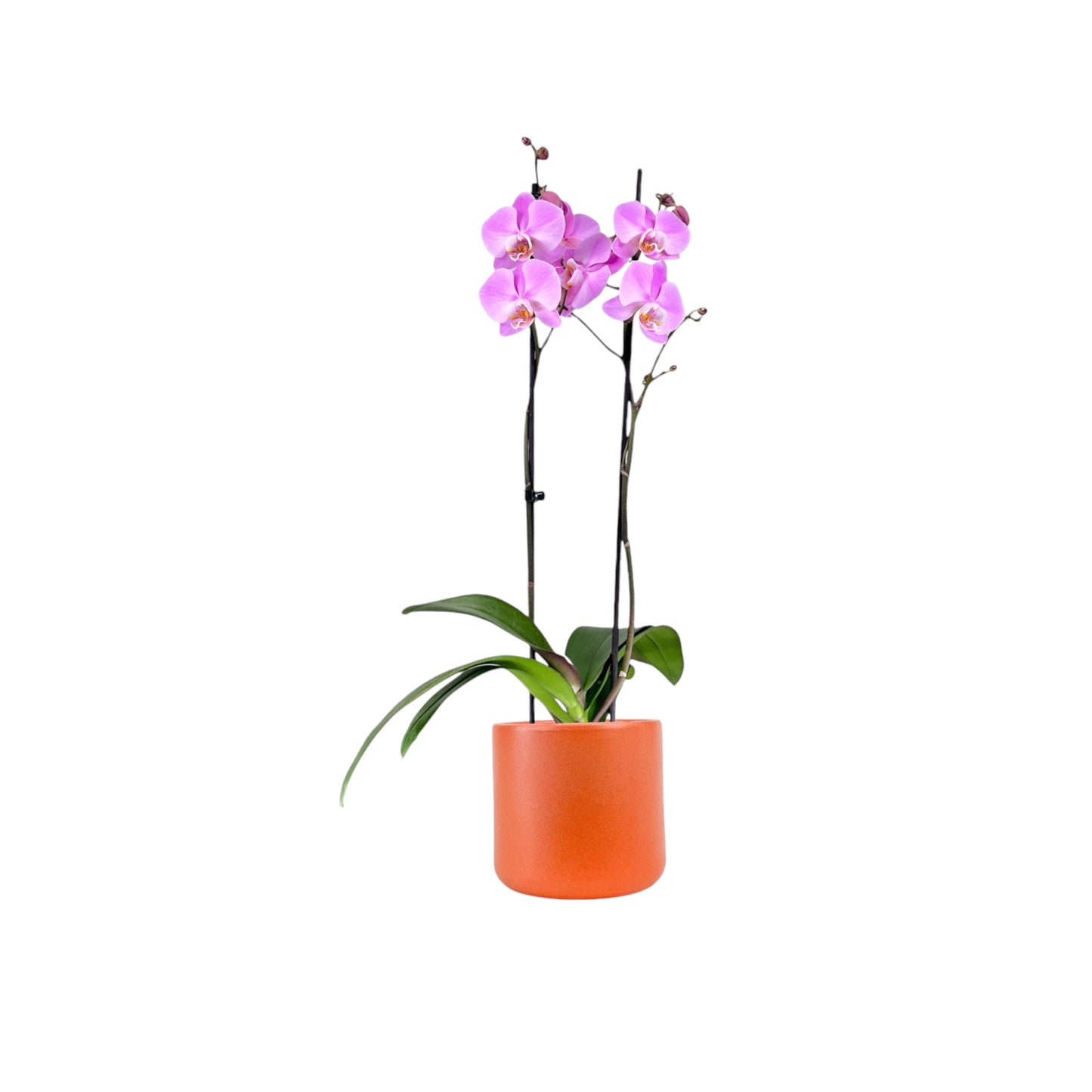 Phalaenopsis 12cm Twin Stem Pink in Cambridge Ceramic
