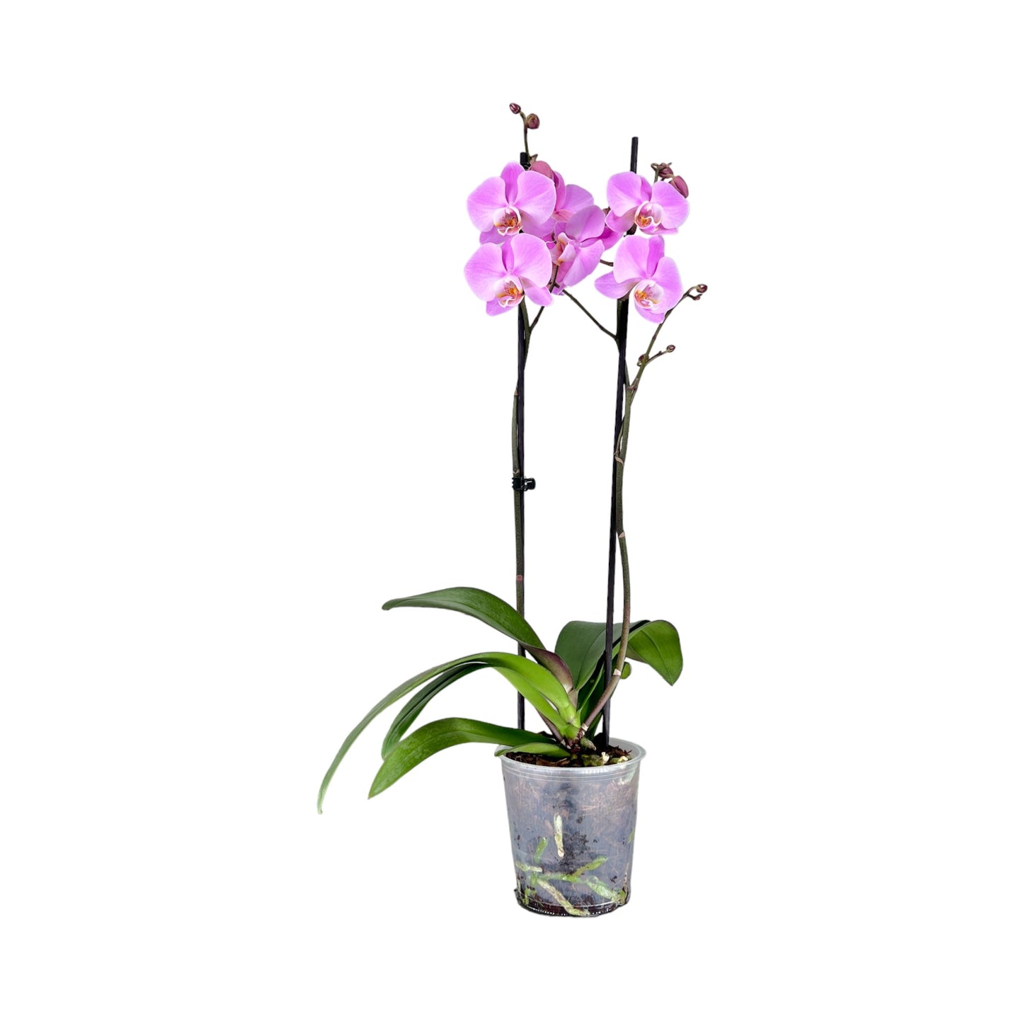 Phalaenopsis 12cm Twin Stem Mixed 40 - 52cm 12+ - Orchid The Horti House
