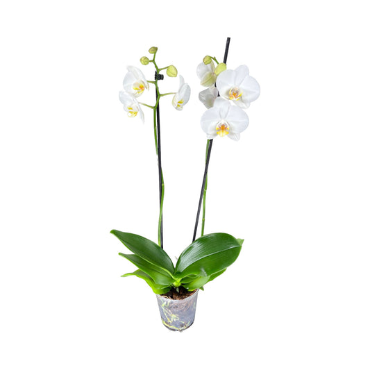 Phalaenopsis 12cm Twin Stem White