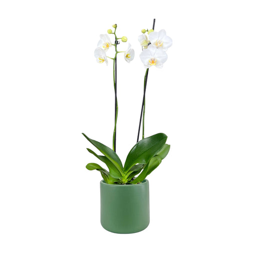 Phalaenopsis 12cm Twin Stem White in Cambridge Ceramic