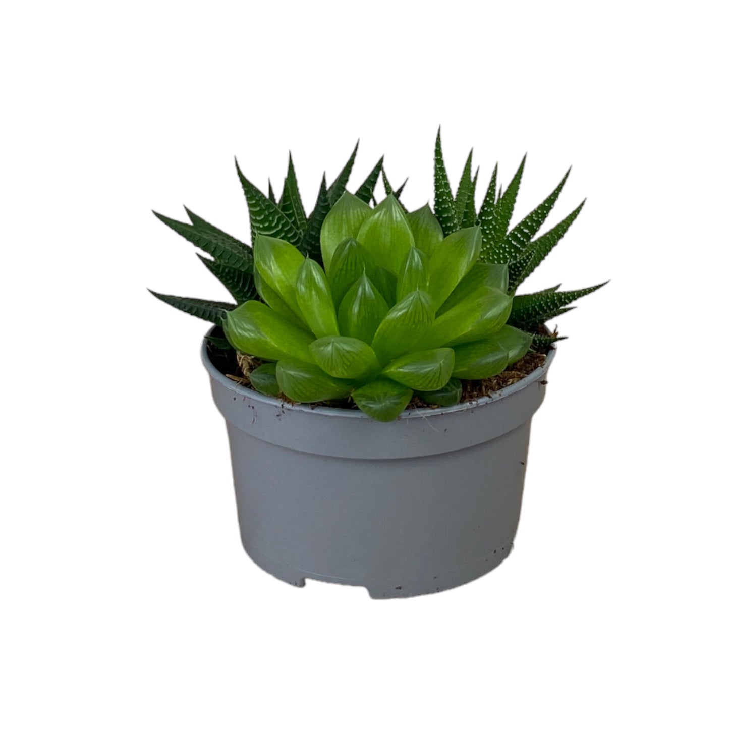 Succulent 13cm Mix
