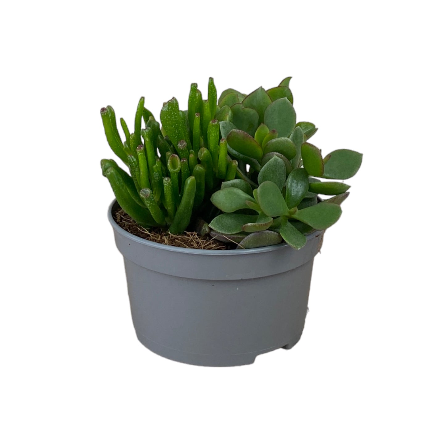 Succulent 13cm Mix