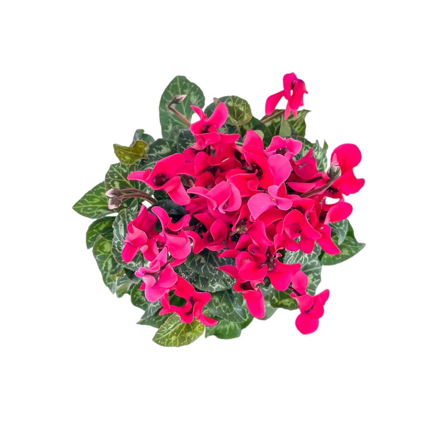 Cyclamen 10.5cm Seasonal Mix