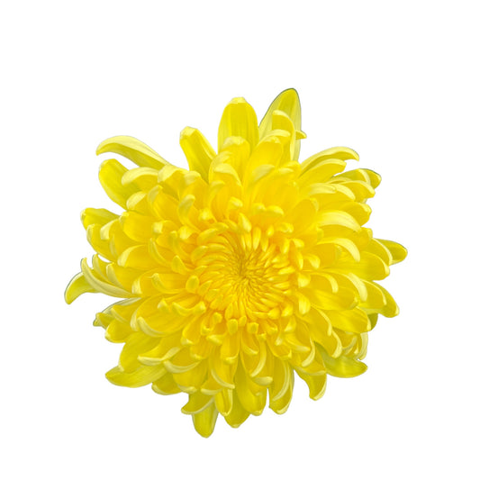 Chrysanthemum 14cm Disbud in Windsor Ceramic - Flowering The Horti House