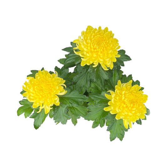 Chrysanthemum 14cm Disbud in Windsor Ceramic - Flowering The Horti House