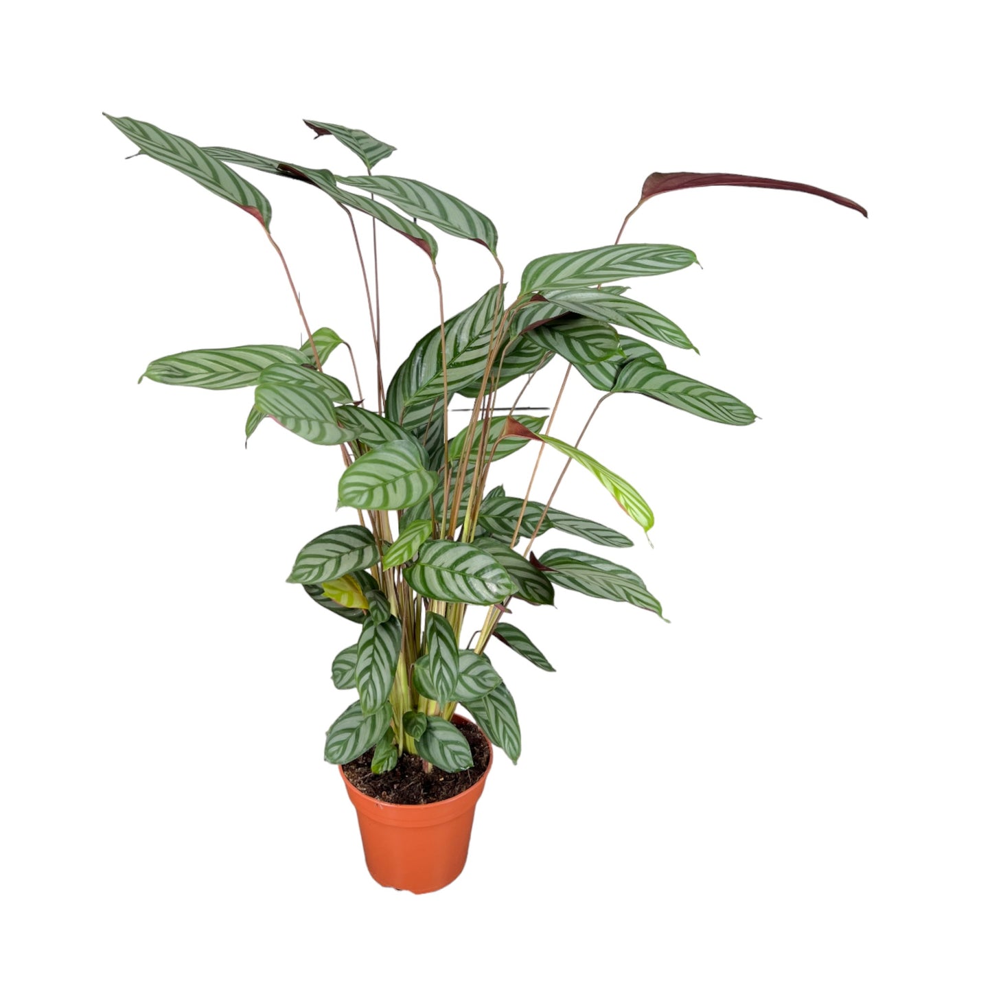 Calathea 17cm Oppenheimiana