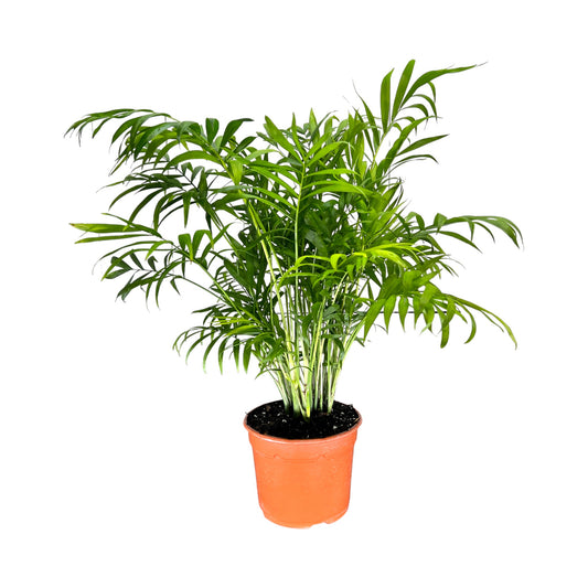 Chamaedorea 17cm Elegans - Green Plant The Horti House