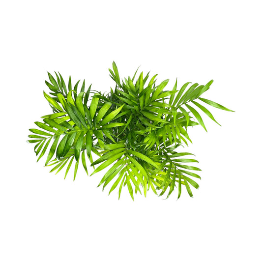 Chamaedorea 17cm Elegans - Green Plant The Horti House