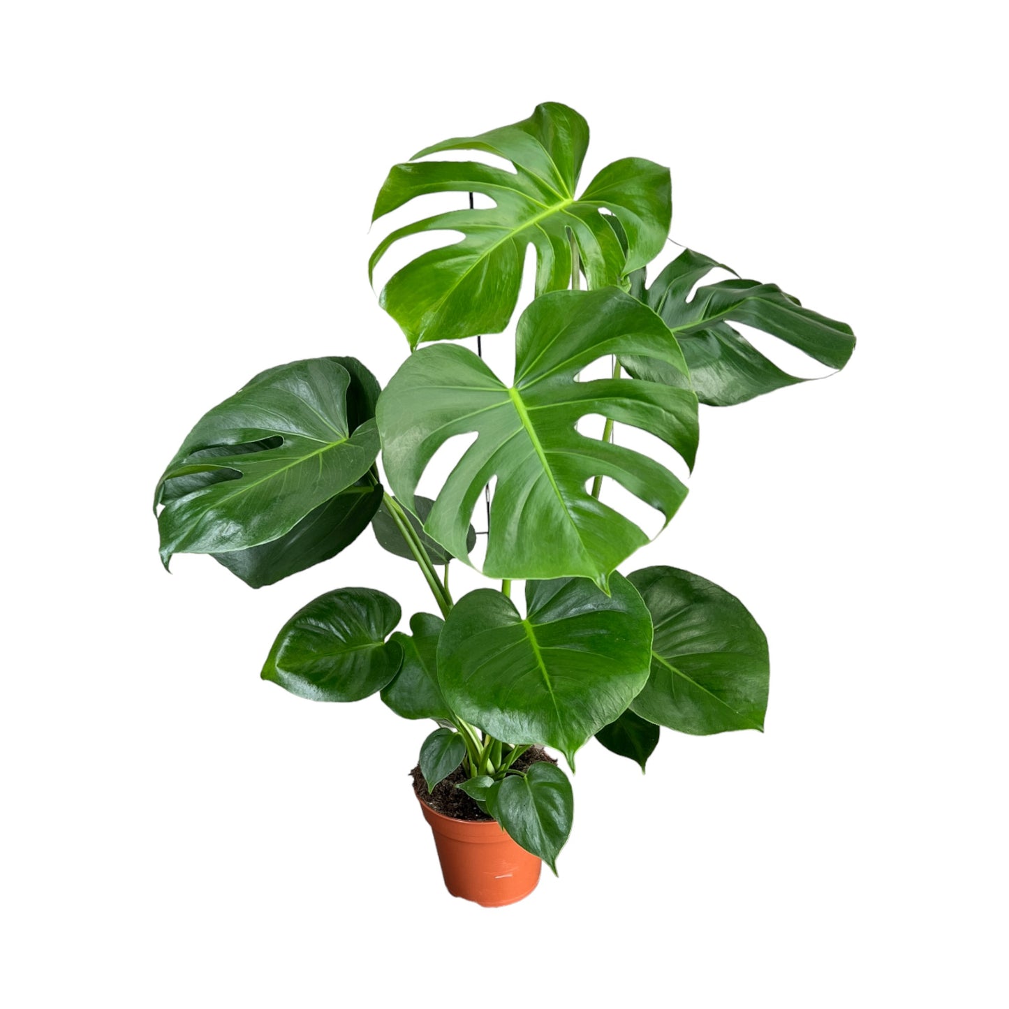 Monstera 17cm Deliciosa - Green Plant The Horti House
