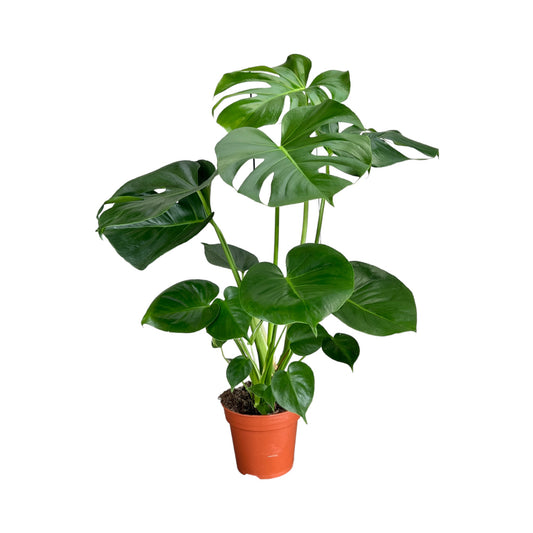 Green Plant 17cm British Mix - Green Plant The Horti House