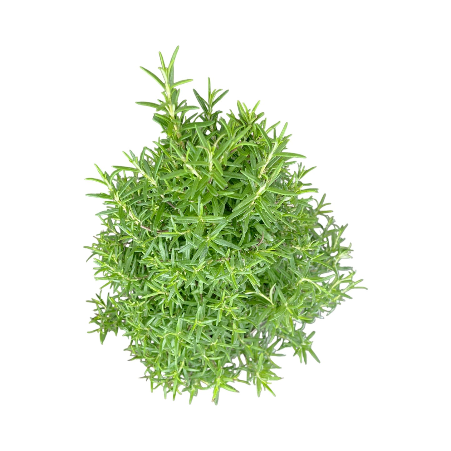 Rosemary Christmas Tree 17cm - Orchid The Horti House