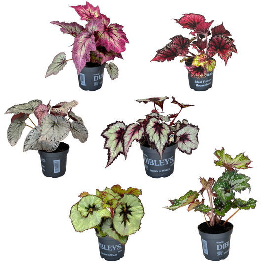 Begonia Rex 12cm Mix - British