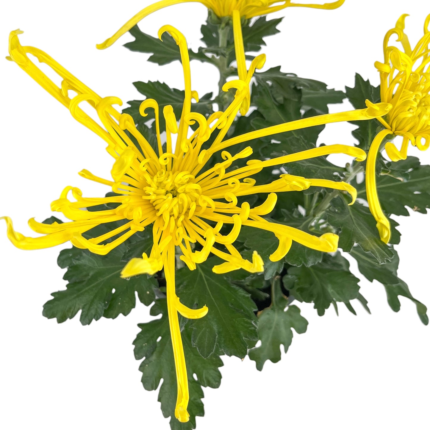 Chrysanthemum 14cm Fireworks Yellow
