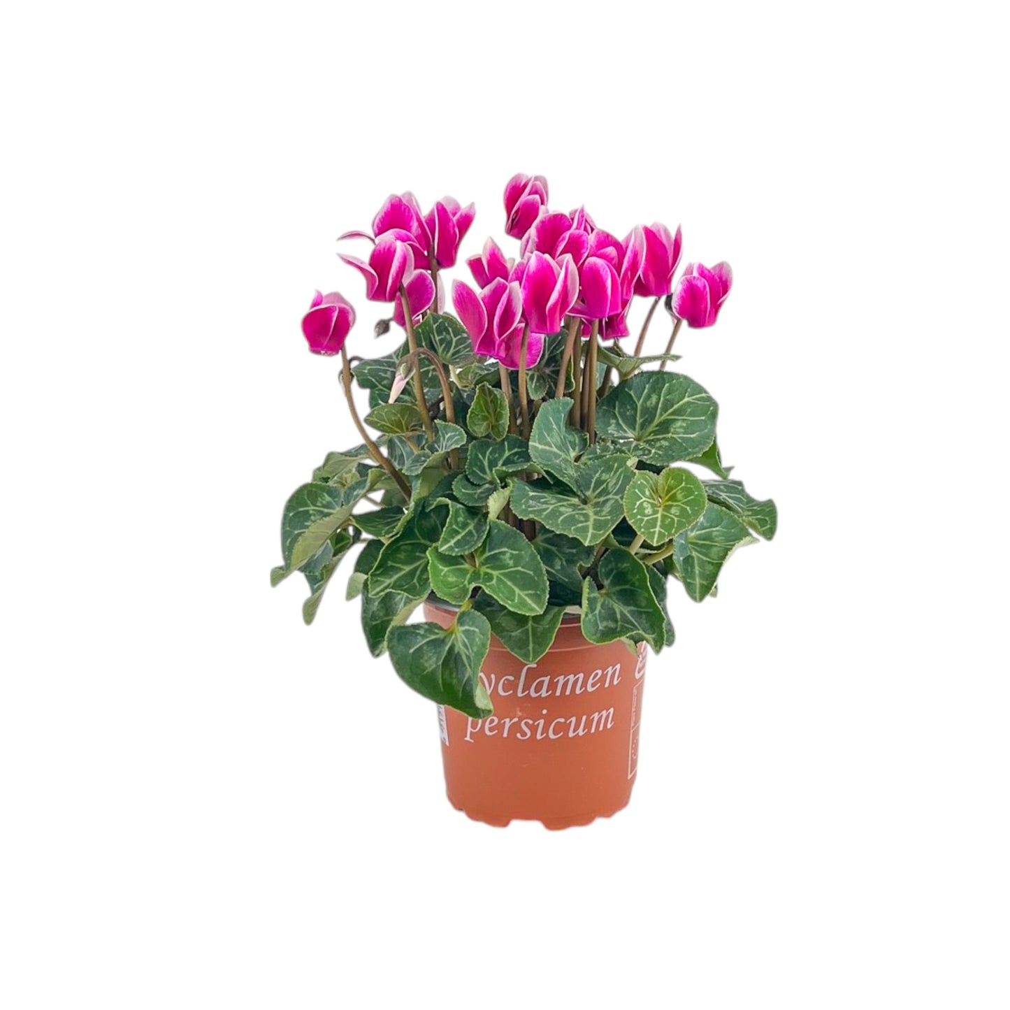 Cyclamen 10.5cm Seasonal Mix