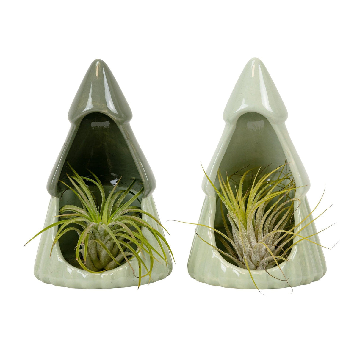 Tillandsia 4cm Evergreen