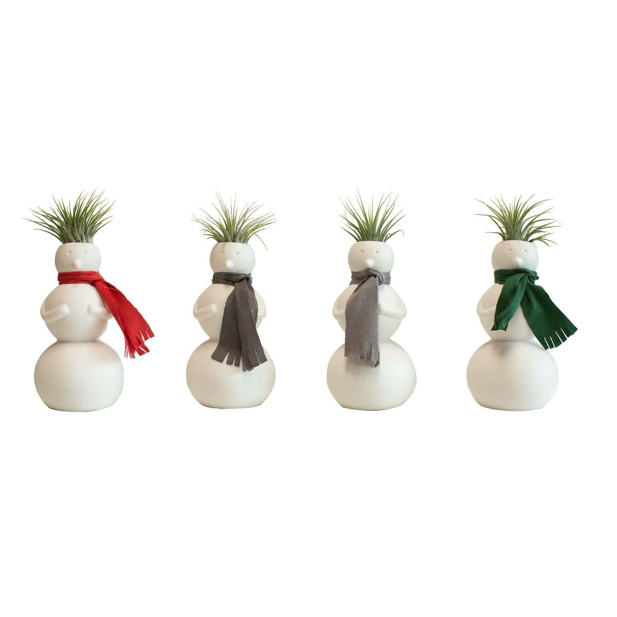 Tillandsia 4cm Magic Snowman