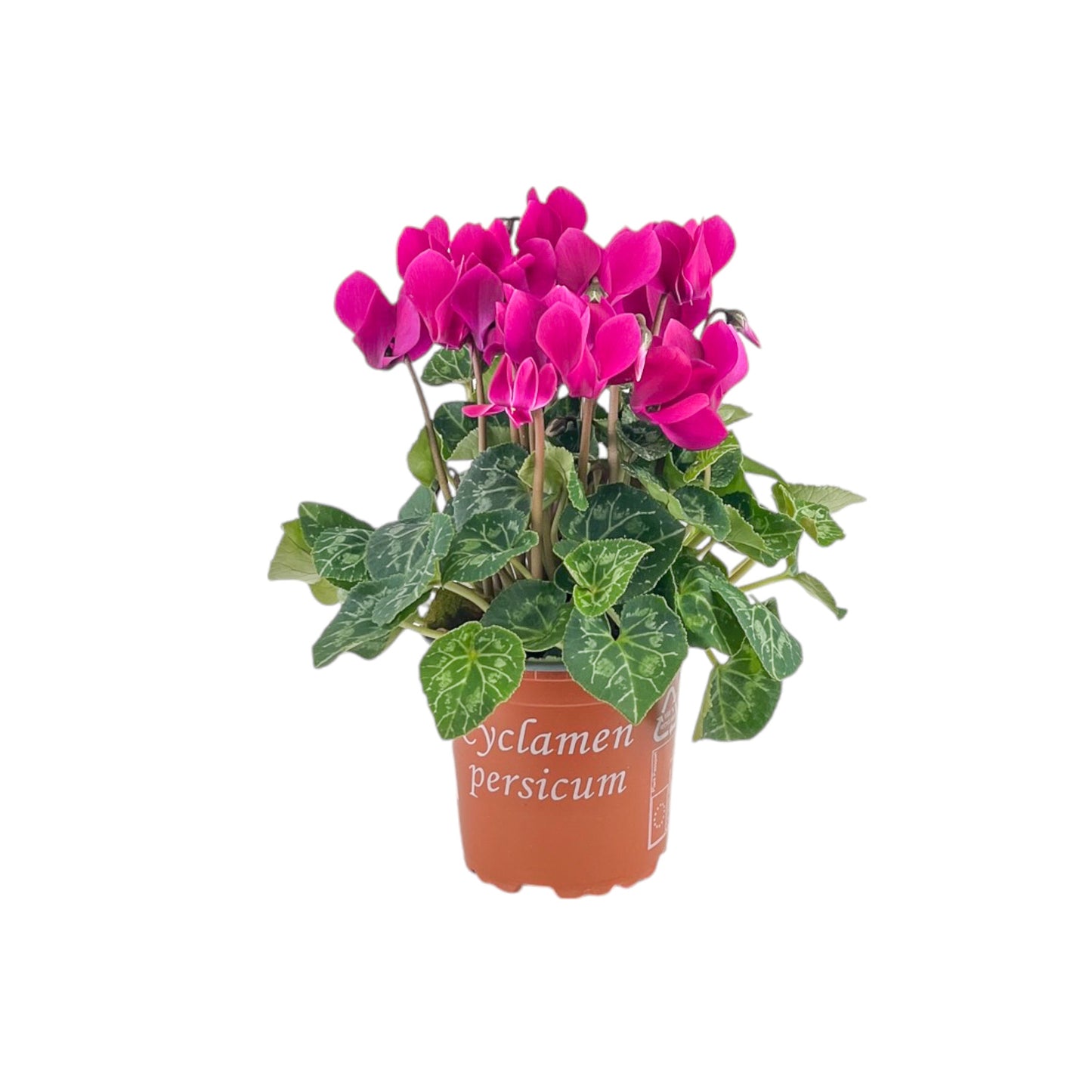 Cyclamen 10.5cm Seasonal Mix