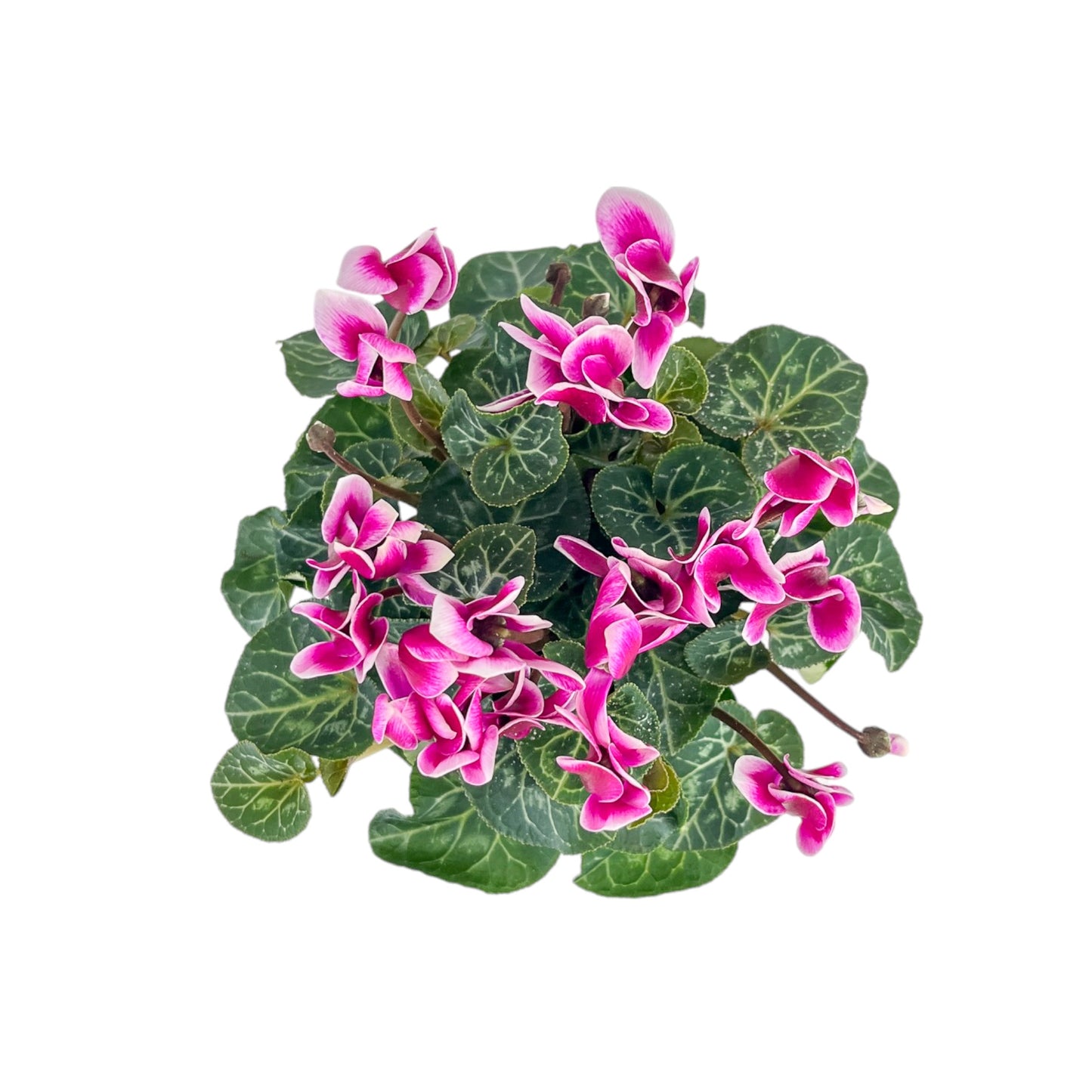Cyclamen 10.5cm Seasonal Mix