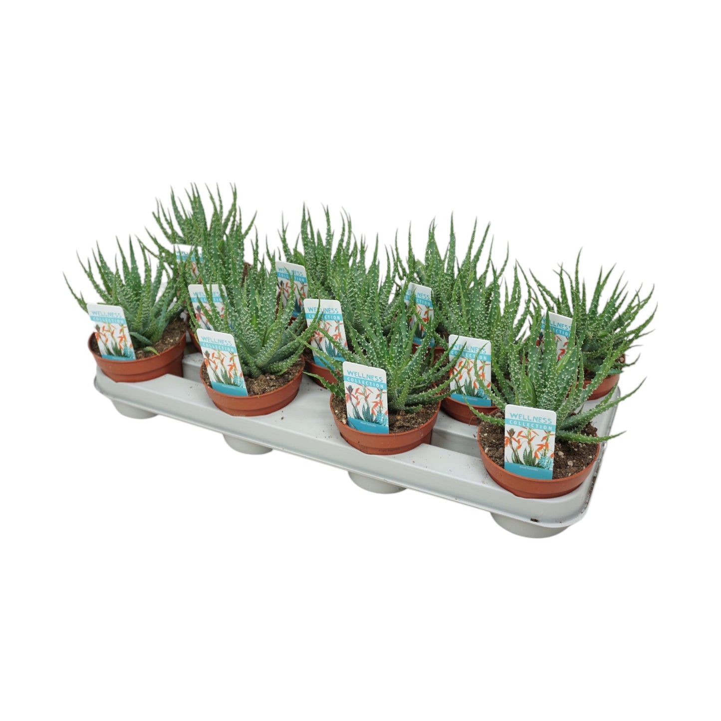 Aloe 10.5cm Humilis