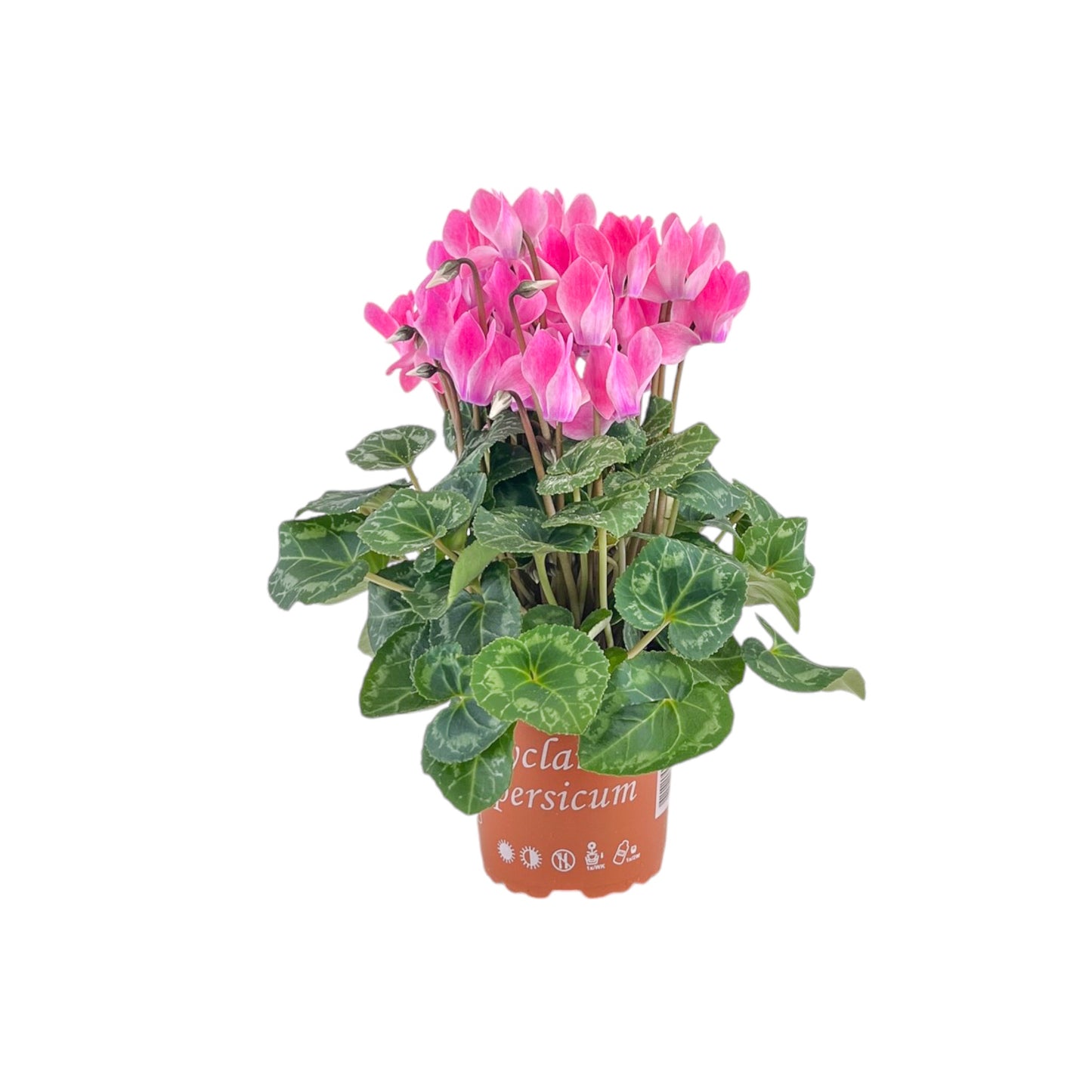 Cyclamen 10.5cm Seasonal Mix
