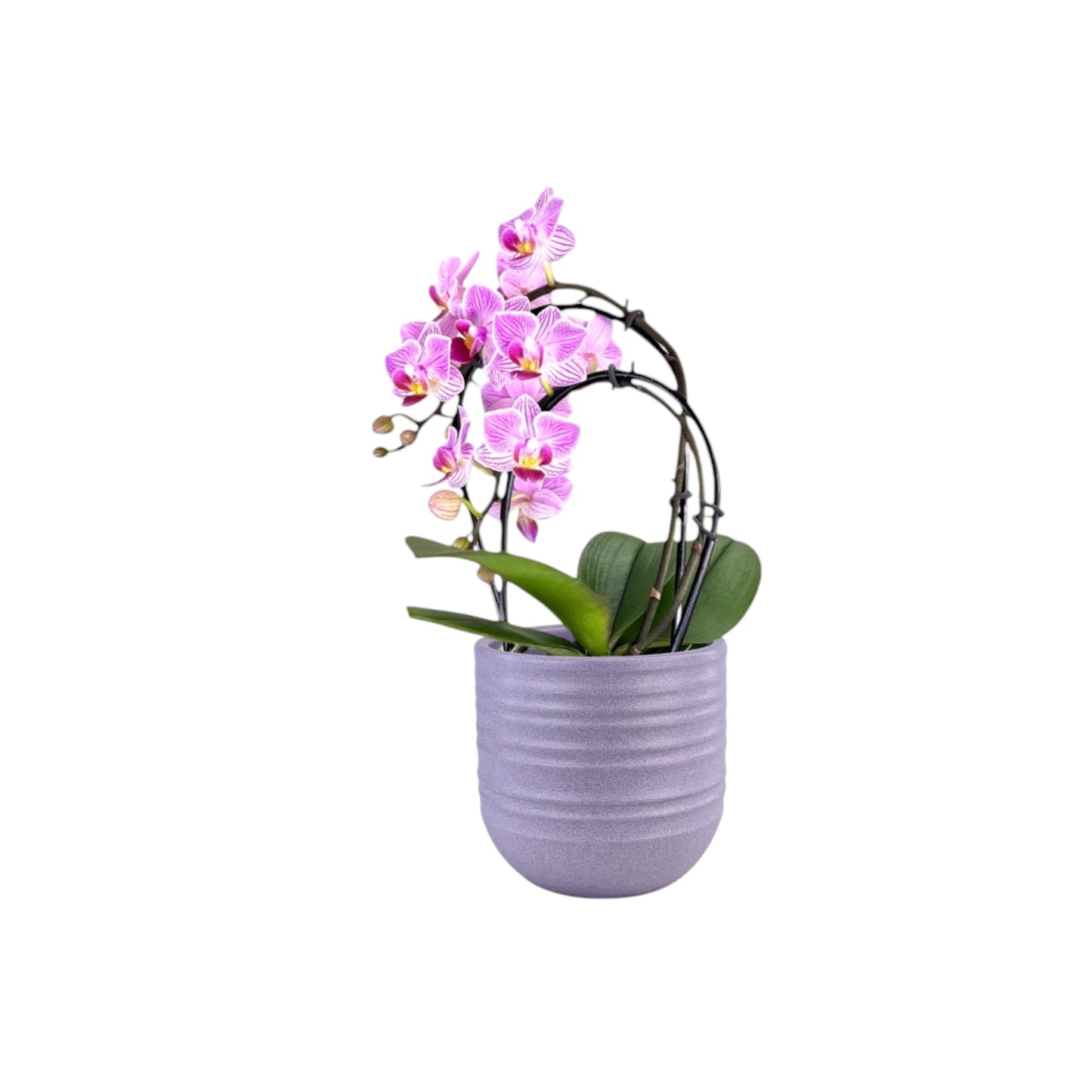 Phalaenopsis 9cm Cascade Mixed in Hampshire Ceramic