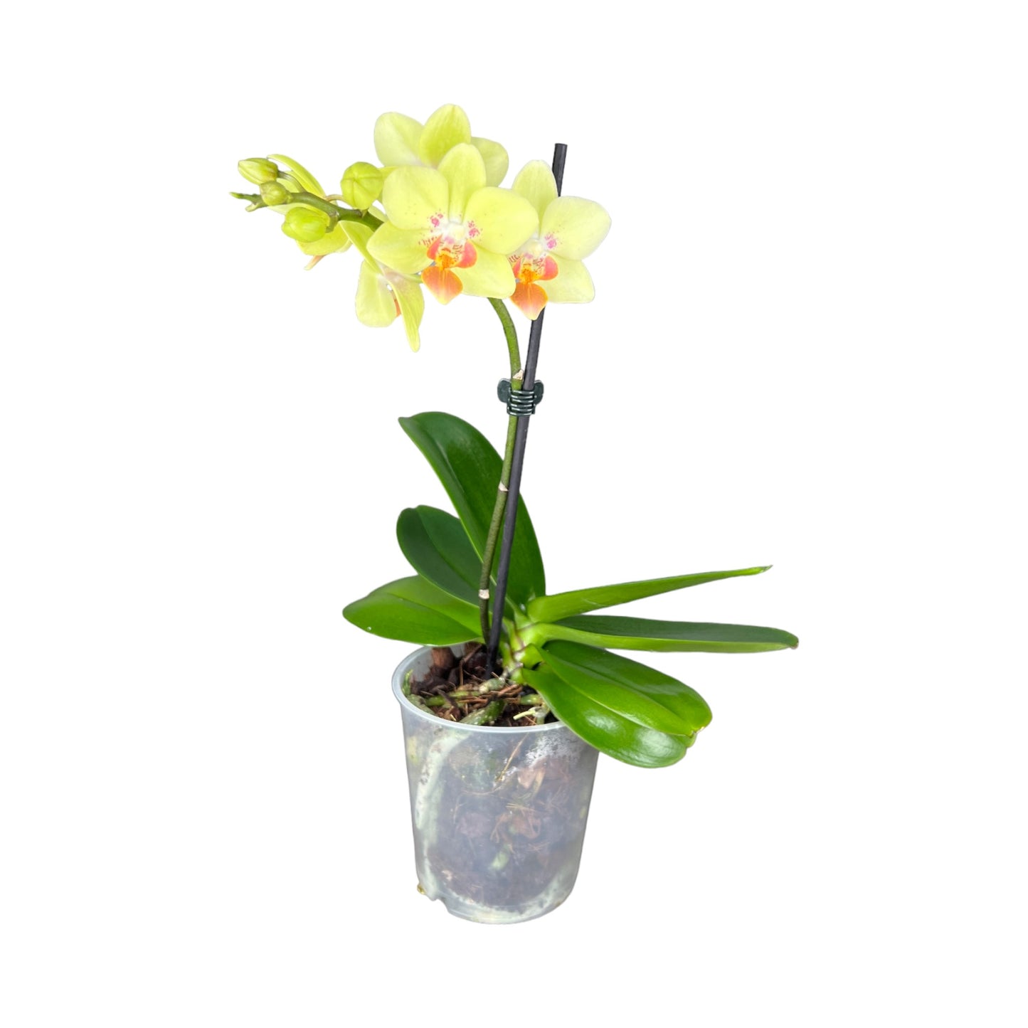 Phalaenopsis 9cm Single Stem Mixed Colours