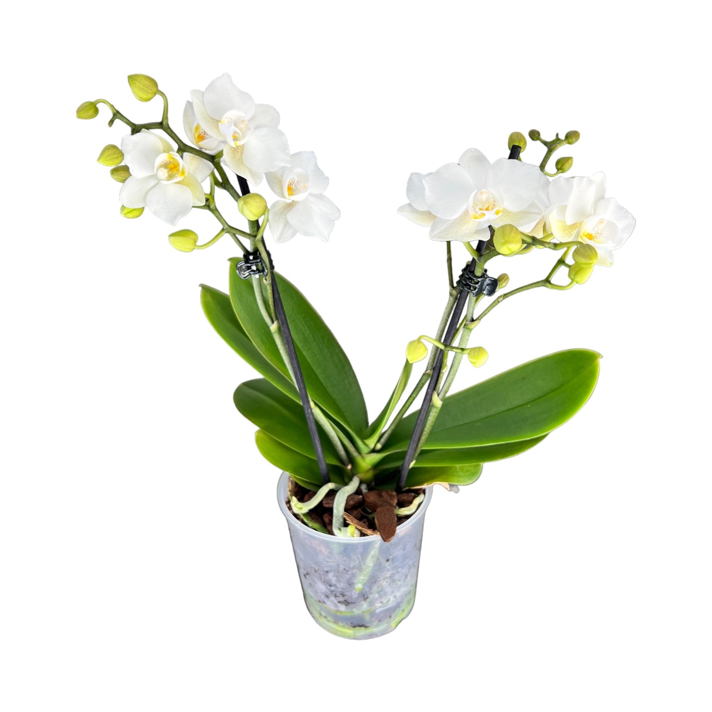 Phalaenopsis 9cm Twin Stem White