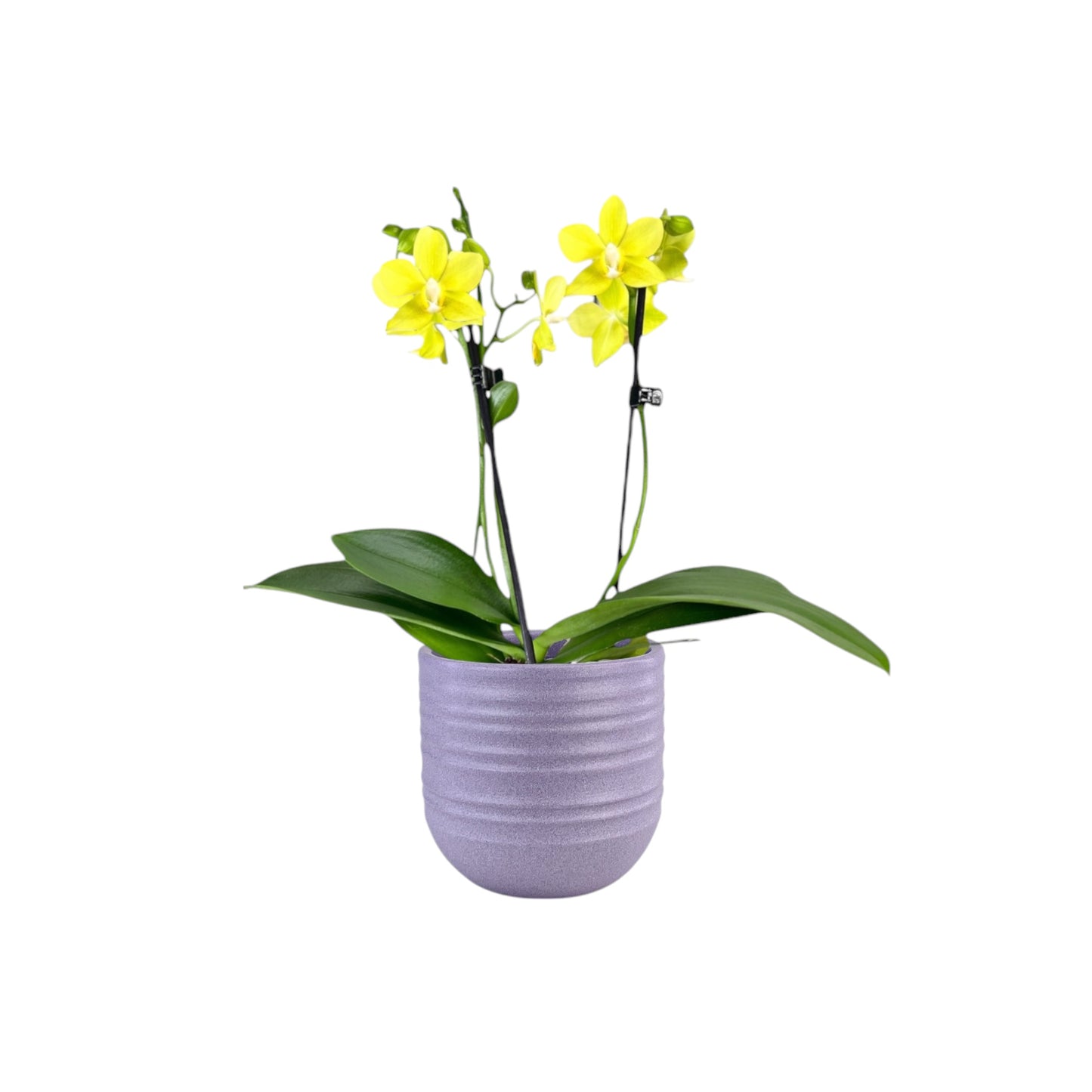 Phalaenopsis 9cm Twin Stem Yellow in Hampshire Ceramic