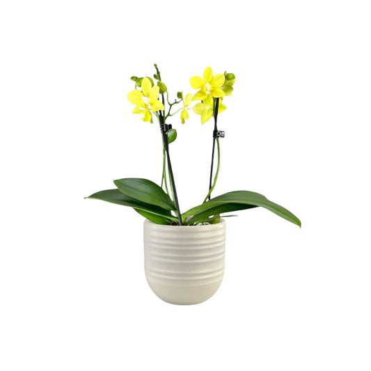 Phalaenopsis 9cm Twin Stem Yellow in Hampshire Ceramic