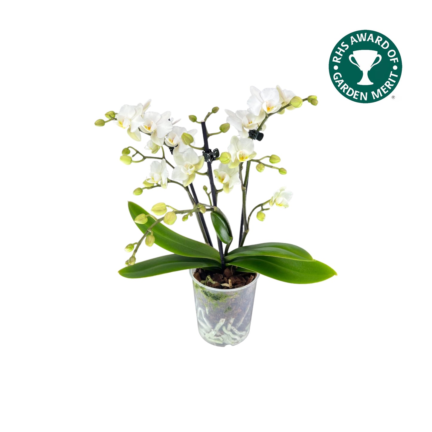 Phalaenopsis 9cm AGM Triple Stem Zurich