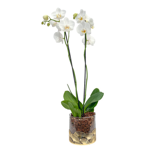 Phalaenopsis 12cm White In Festive Glass