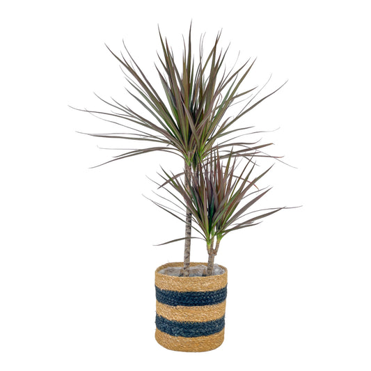 Dracaena 17cm Marginata In Basket - Green Plant The Horti House