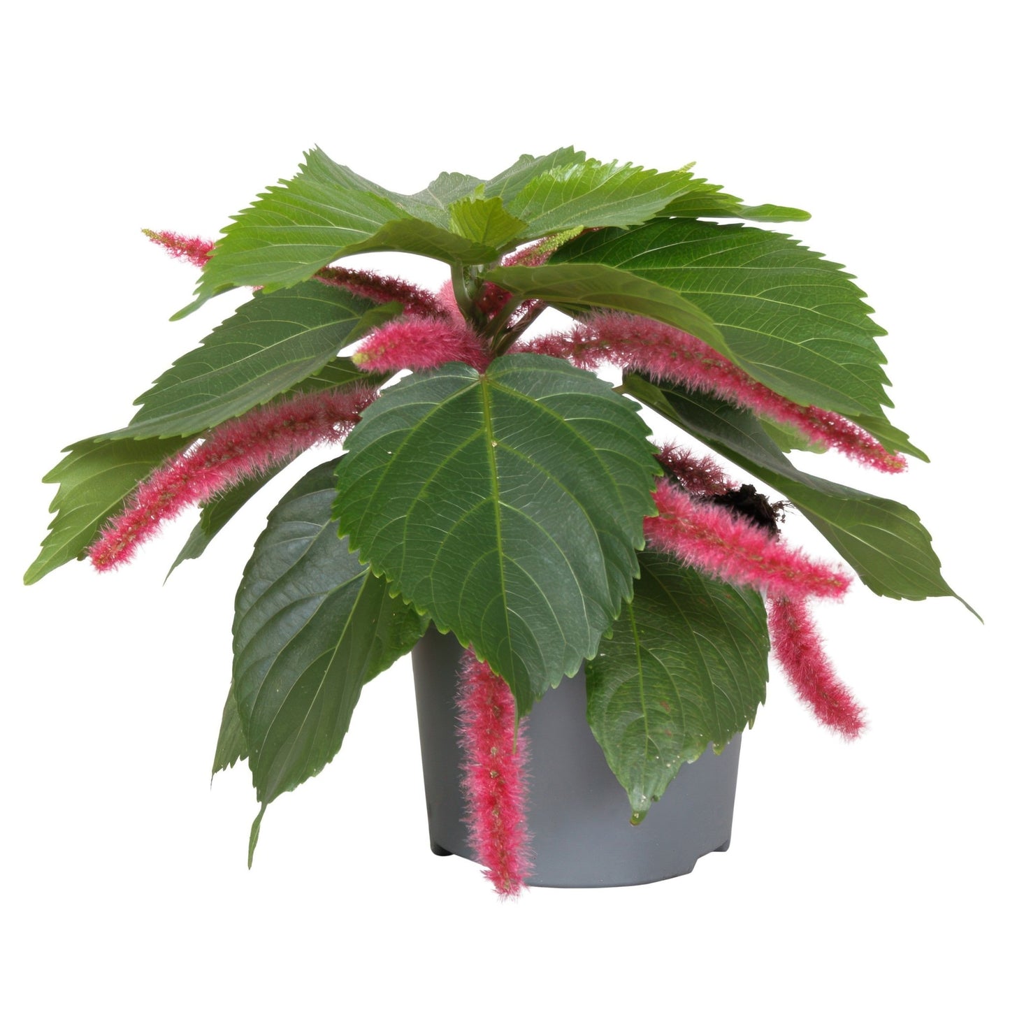 Acalypha 12cm Hispida - Flowering The Horti House
