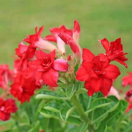 Adenium 13cm Obesum Red - Green Plant The Horti House
