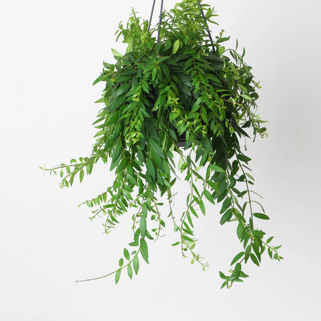 Aeschynanthus 15cm Japhrolepis - Green Plant The Horti House