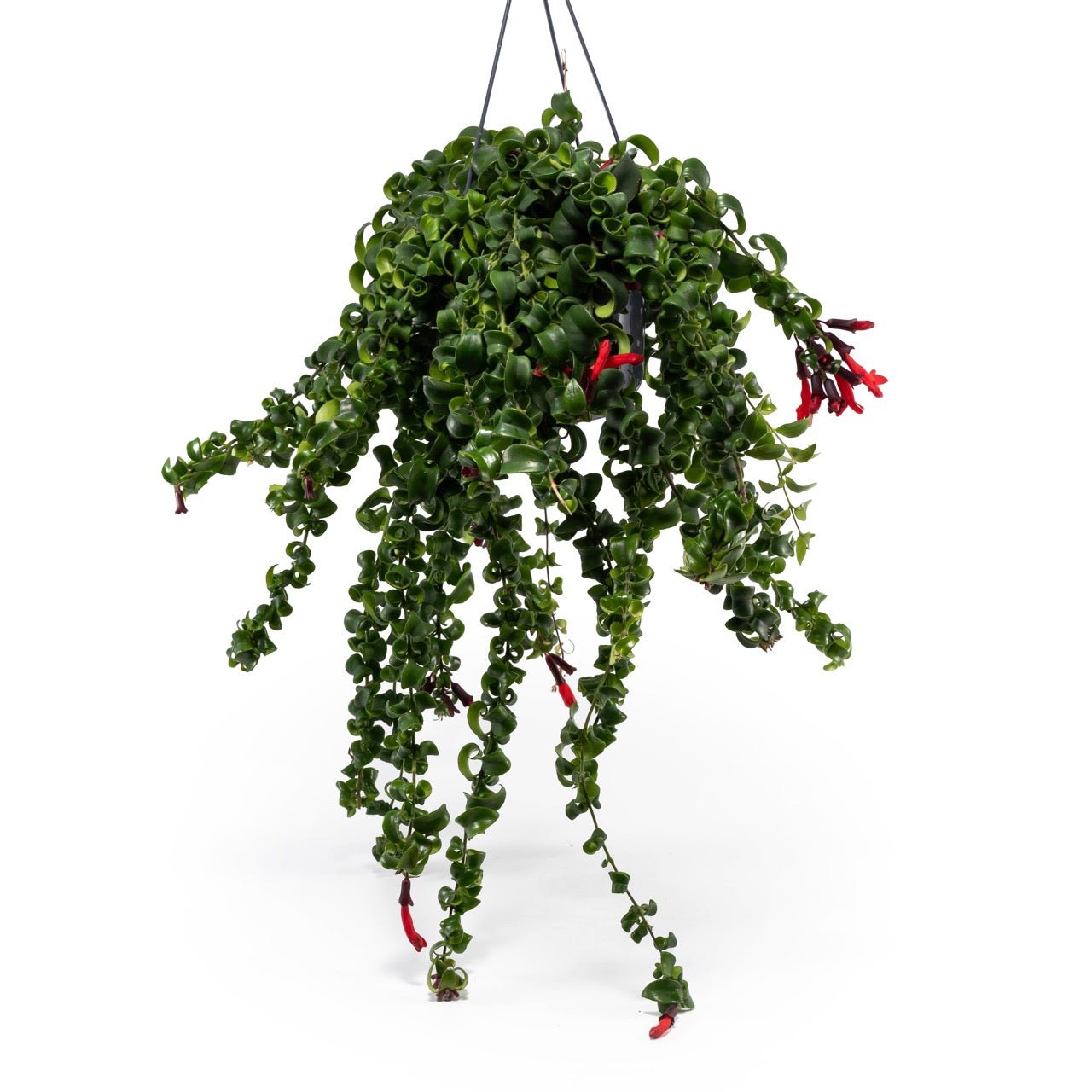 Aeschynanthus 15cm Rasta - Hanging The Horti House