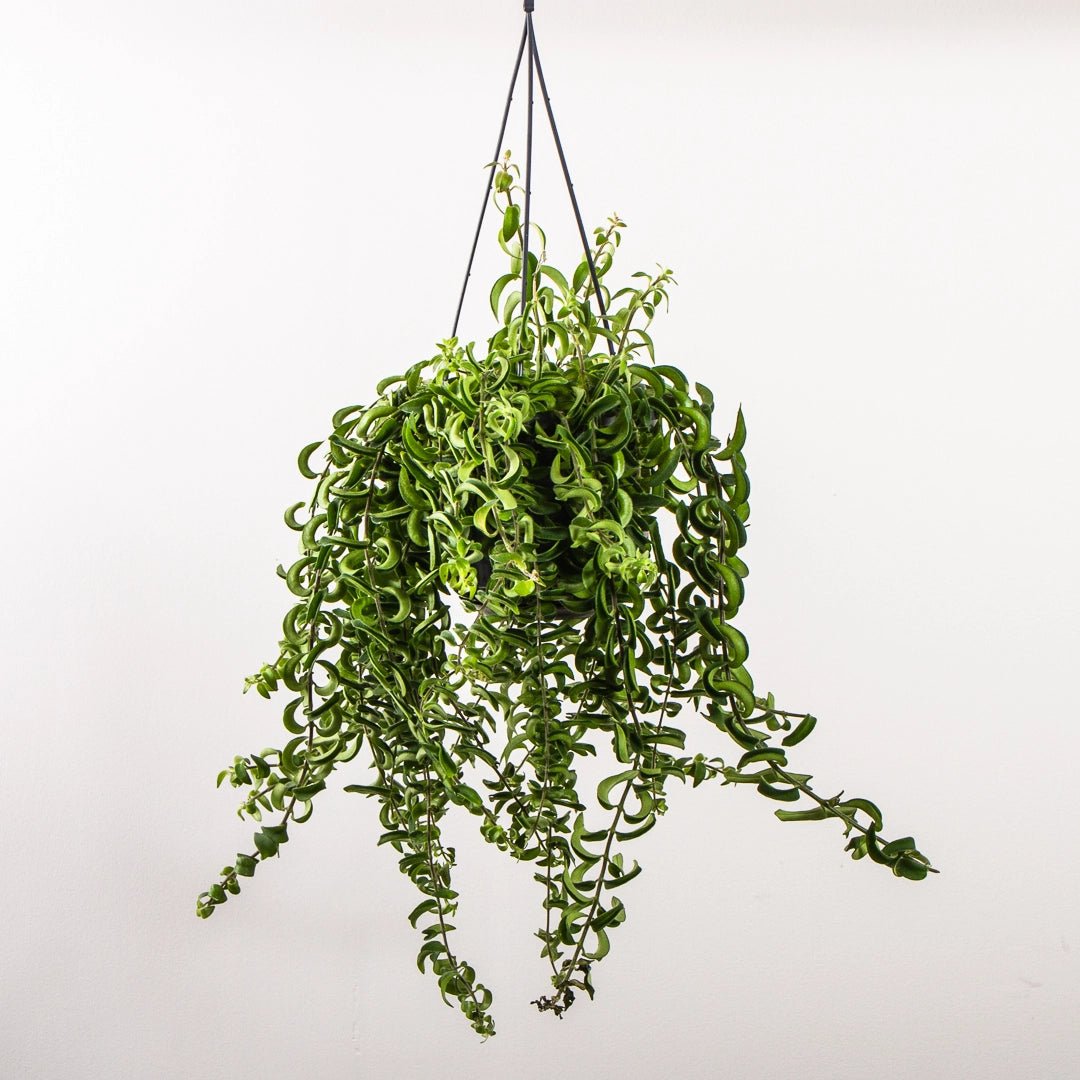 Aeschynanthus 15cm Twister - Green Plant The Horti House