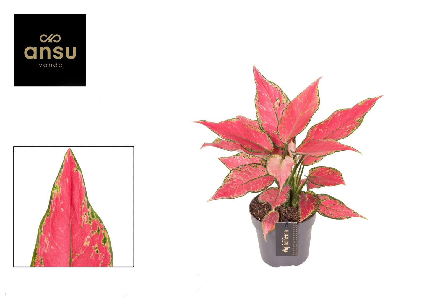 Aglaonema 12cm Cherry Baby - Green Plant The Horti House