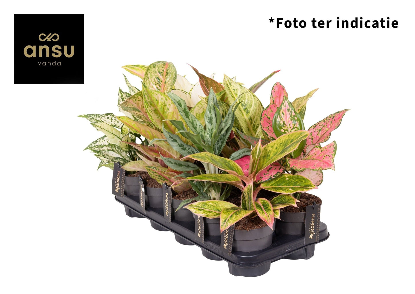 Aglaonema 12cm Exclusive Mix - Green Plant The Horti House