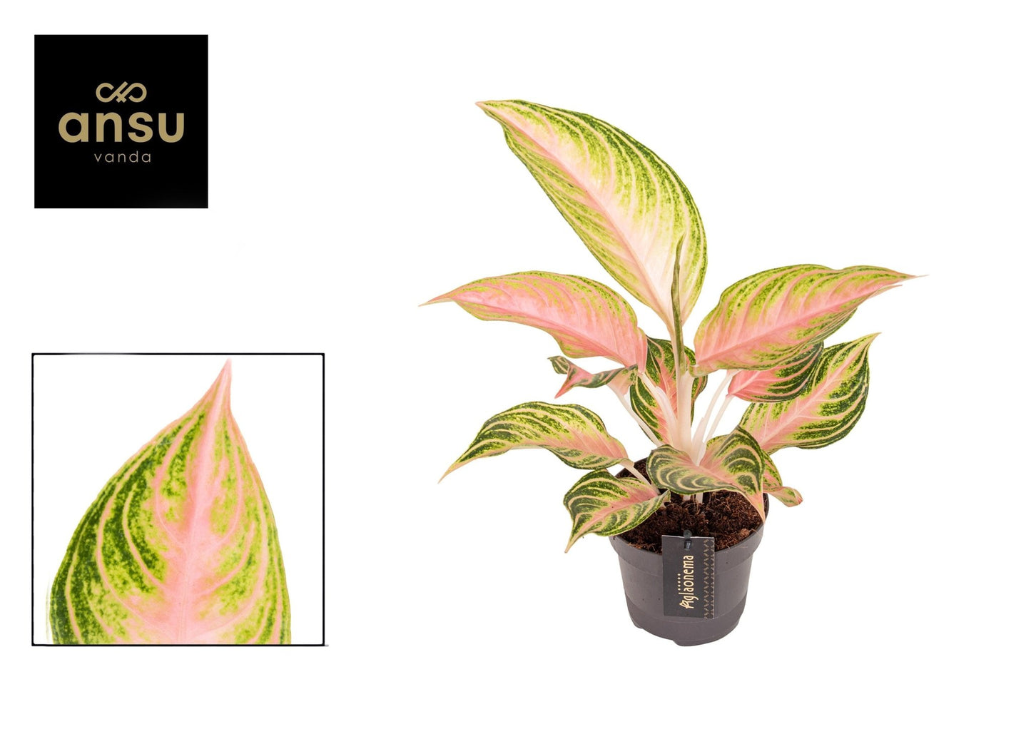 Aglaonema 12cm Eyecatcher - Green Plant The Horti House
