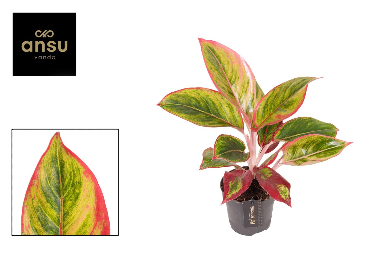 Aglaonema 12cm Jamaica Red - Green Plant The Horti House