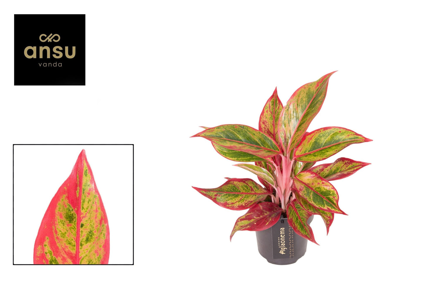 Aglaonema 12cm Jungle Lava - Green Plant The Horti House