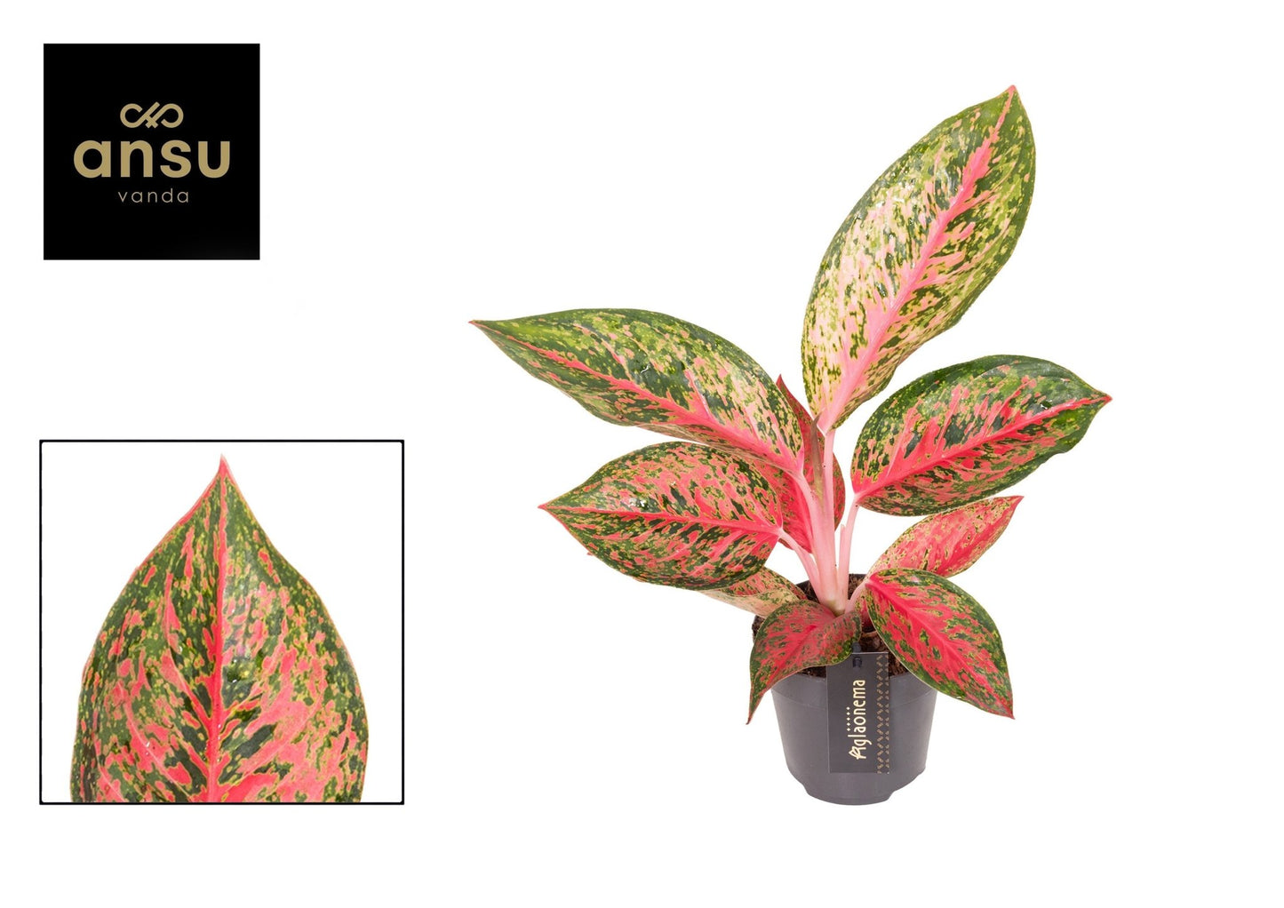 Aglaonema 12cm Lychee Red - Green Plant The Horti House