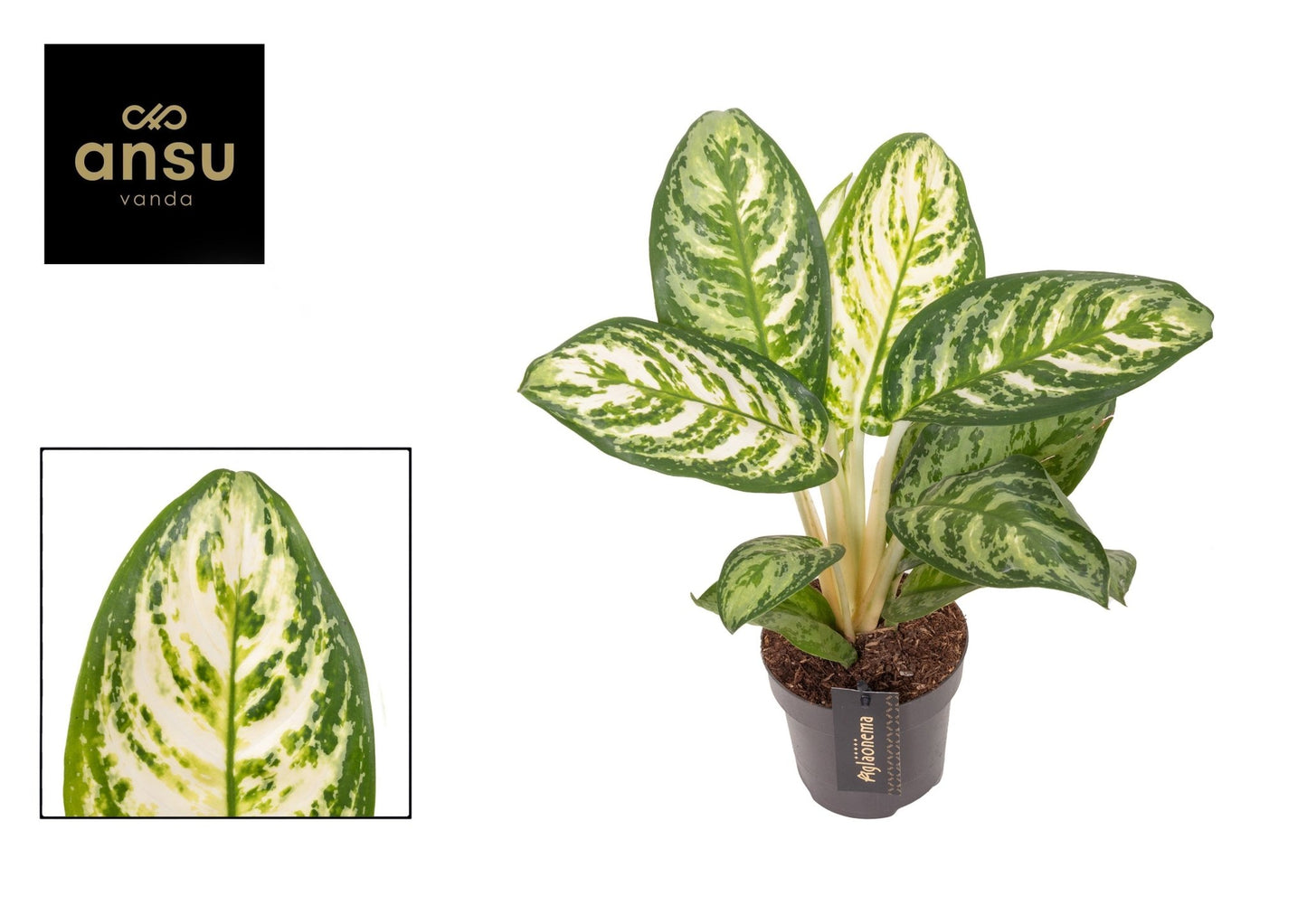 Aglaonema 12cm Minty Ice - Green Plant The Horti House