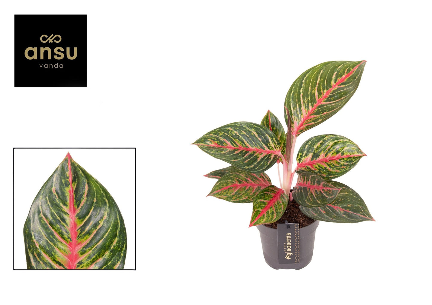 Aglaonema 12cm Olive Red - Green Plant The Horti House