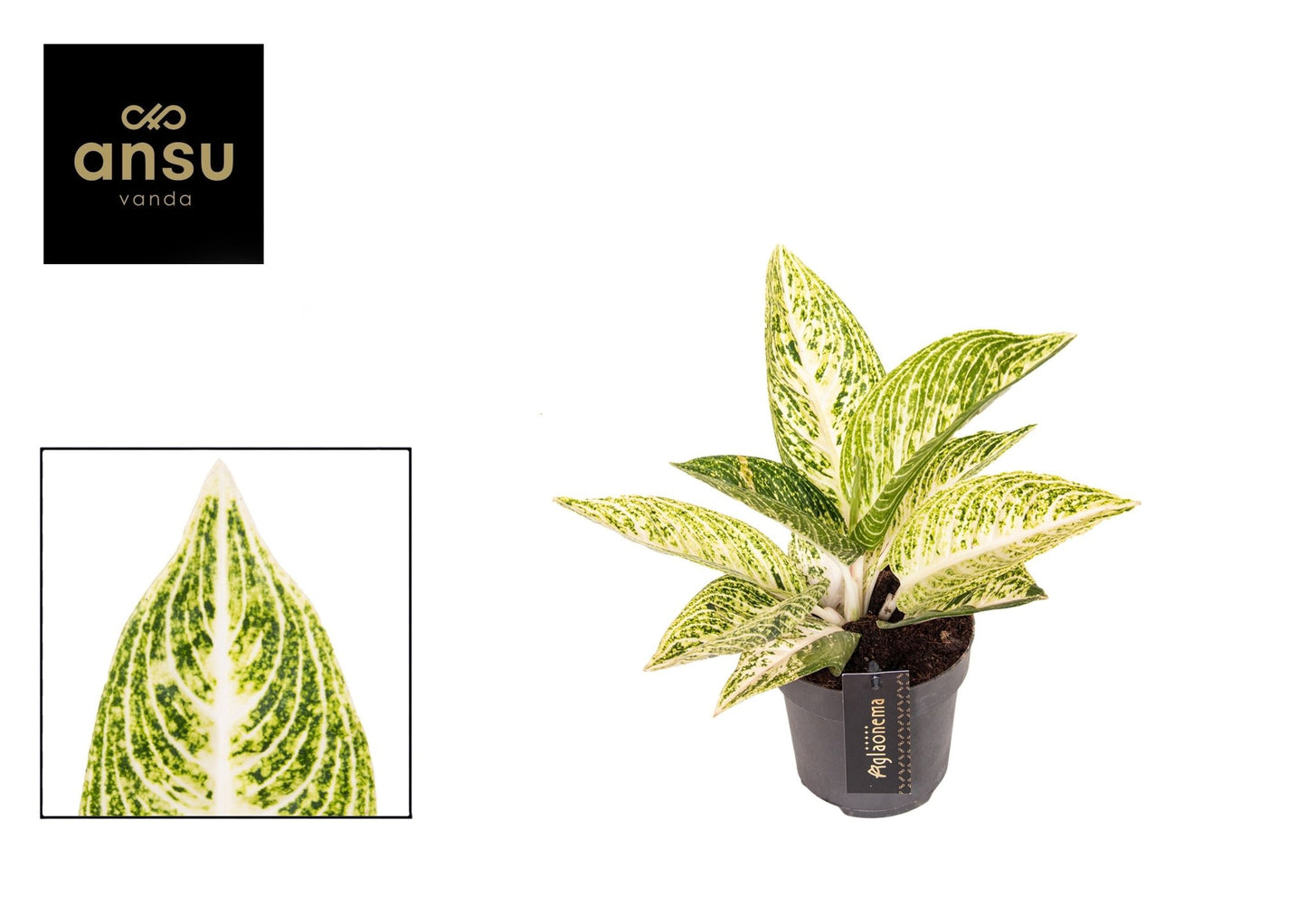 Aglaonema 12cm Polar Springtime - Green Plant The Horti House