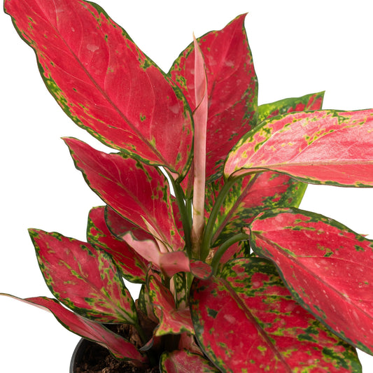 Aglaonema 12cm Red Surprise Tray - Green Plant The Horti House