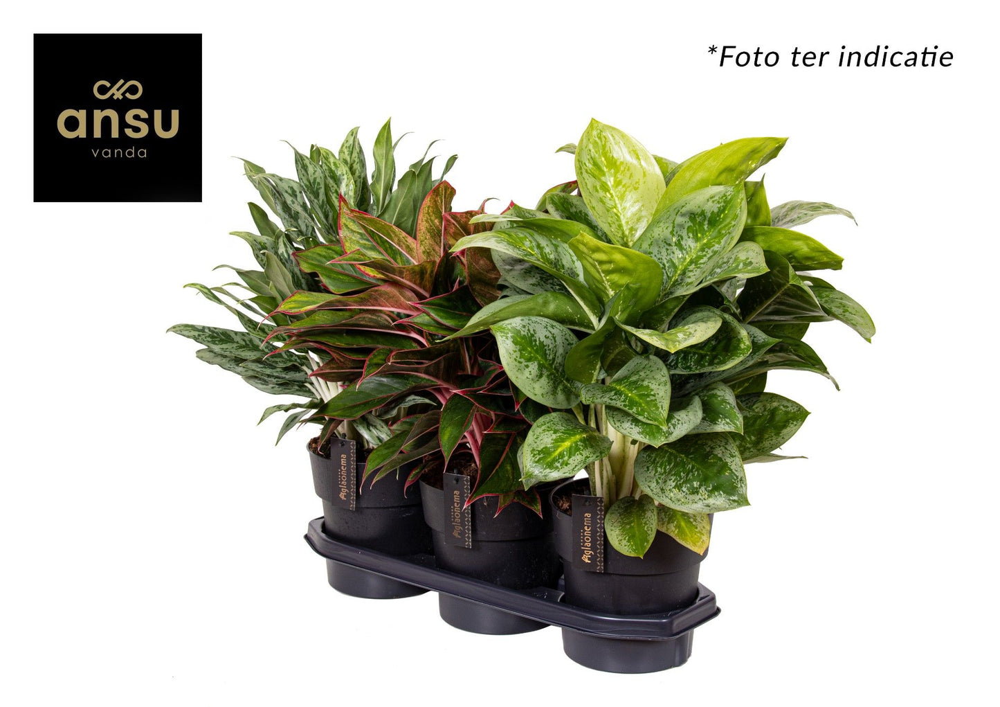 Aglaonema 19cm Mix - Green Plant The Horti House